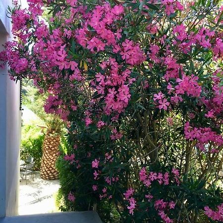 Apartment Lavanda Molat Dış mekan fotoğraf